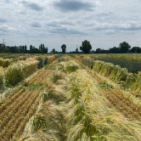 Campo Demo Cereali Da Foraggio – 16 Maggio 2025